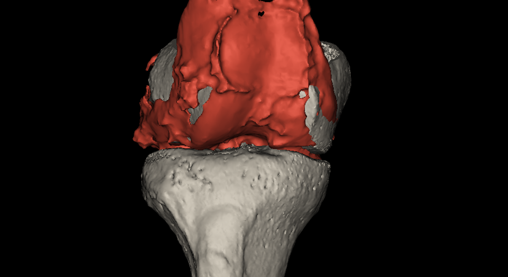 Cartilage Bone 3D model