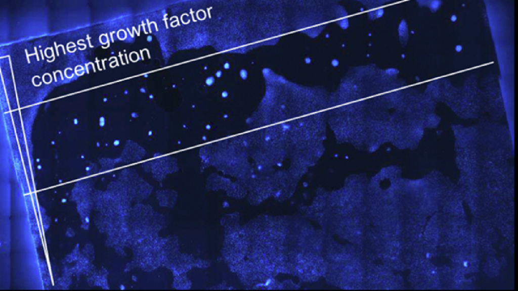 New article titled “GDF5 induces TBX3 in a concentration dependent manner – on a gold nanoparticle gradient” was published recently in RESTORE European project framework
