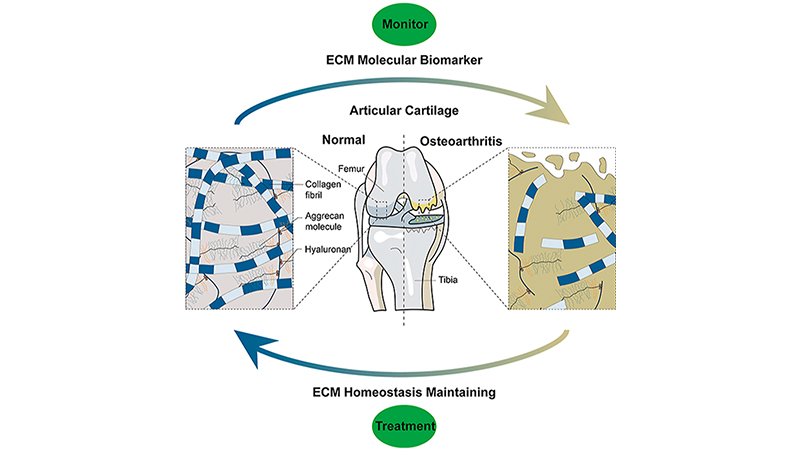 cartilage Extracellular Matrix Homeostasis ecm molecular biomarker