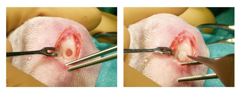 in vivo Assessment of Implantable Devices Intended to Repair or Regenerate Articular Cartilage