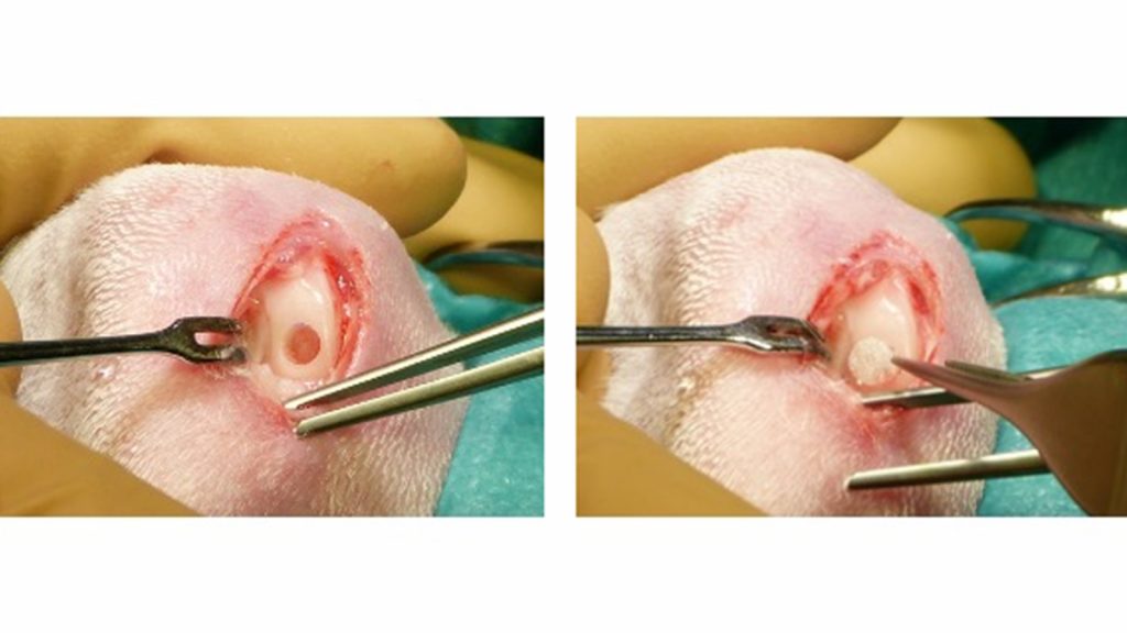 In vivo assessment of articular cartilage repair with nanoenabled scaffolds