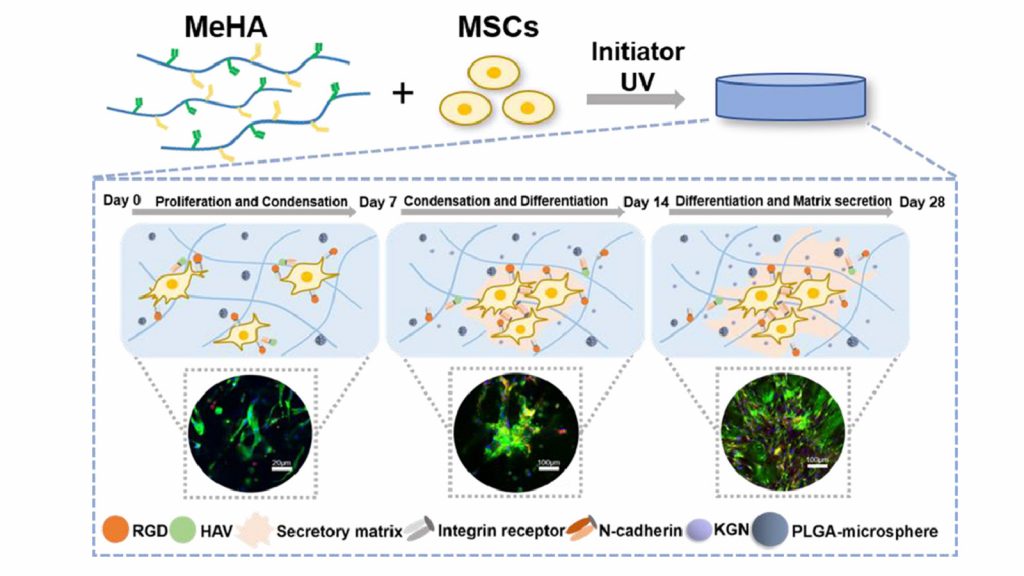 A Recently Developed Functionalized Hyaluronic Acid (HA) Hydrogel for the Induction of Chondrogenesis