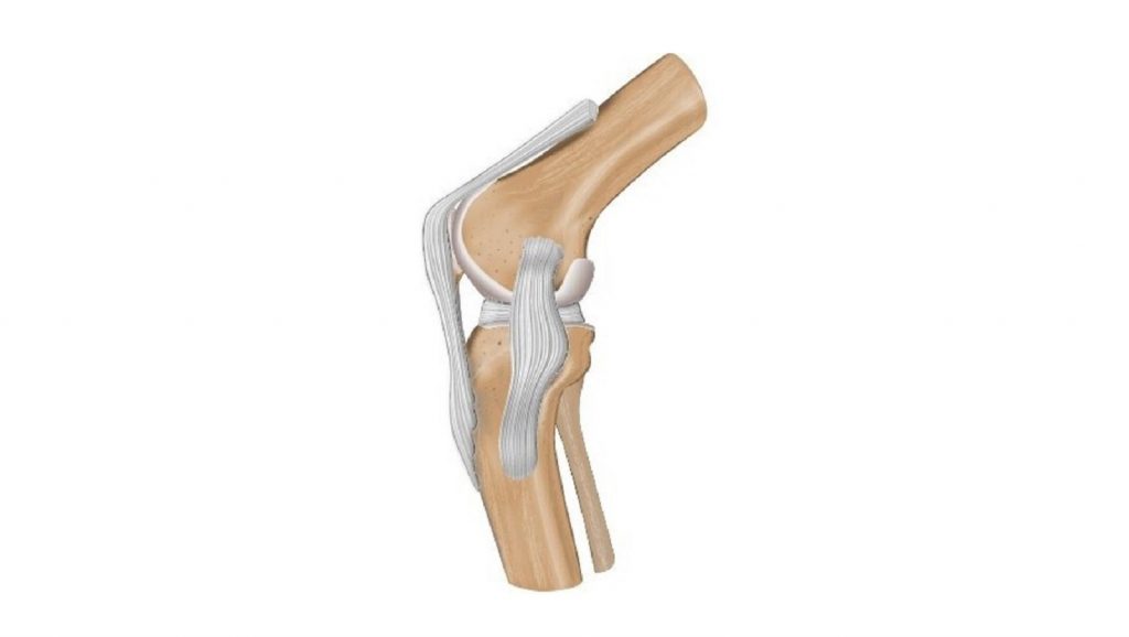 Do the menisci contribute to whole knee joint friction?