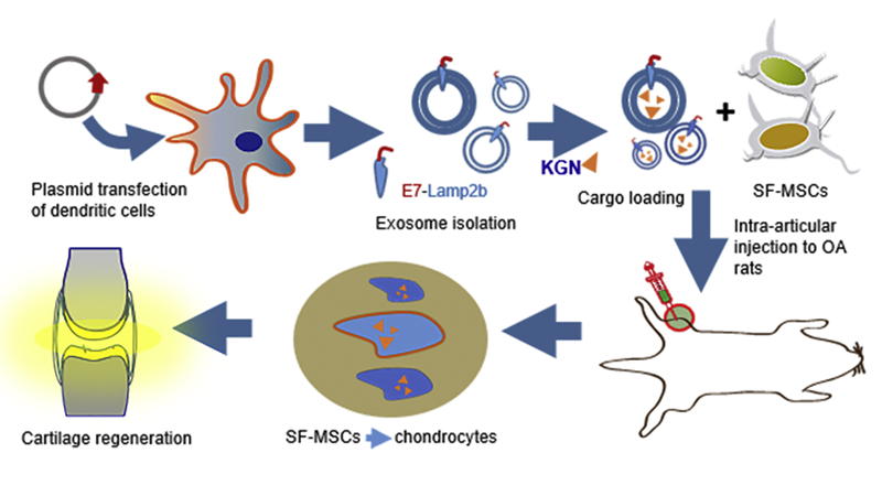 Exosome-Mediated Delivery of Kartogenin